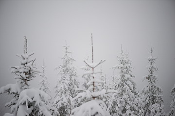 Image showing christmas evergreen pine tree covered with fresh snow