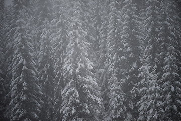 Image showing christmas evergreen pine tree covered with fresh snow