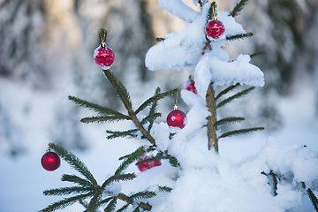 Image showing christmas balls on tree