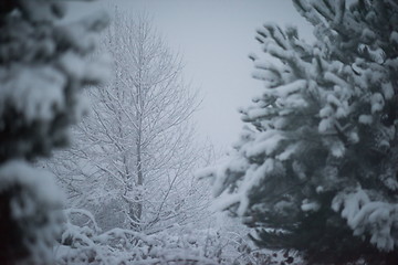 Image showing christmas evergreen pine tree covered with fresh snow