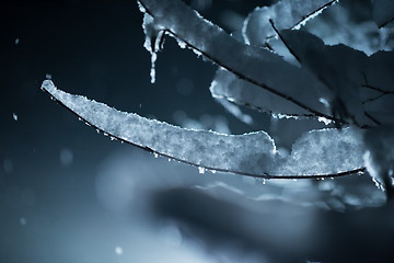Image showing tree covered with fresh snow at winter night