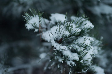 Image showing christmas evergreen pine tree covered with fresh snow