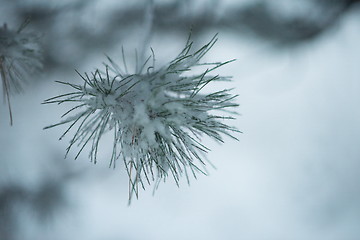 Image showing christmas evergreen pine tree covered with fresh snow