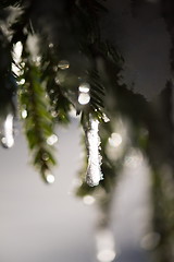 Image showing tree covered with fresh snow at winter night