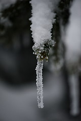 Image showing christmas evergreen pine tree covered with fresh snow