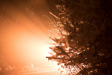 Image showing tree covered with fresh snow at winter night