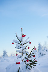 Image showing christmas balls on tree