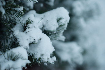 Image showing christmas evergreen pine tree covered with fresh snow