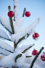 Image showing christmas balls on tree