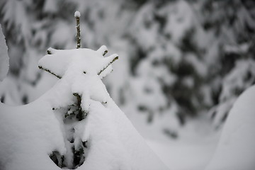 Image showing christmas evergreen pine tree covered with fresh snow