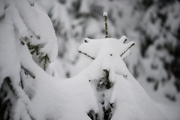 Image showing christmas evergreen pine tree covered with fresh snow