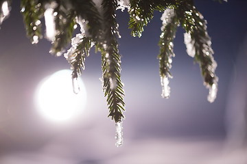 Image showing tree covered with fresh snow at winter night