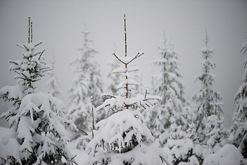 Image showing christmas evergreen pine tree covered with fresh snow