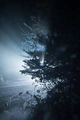 Image showing tree covered with fresh snow at winter night