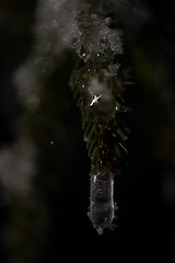 Image showing tree covered with fresh snow at winter night