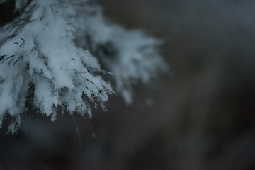 Image showing christmas evergreen pine tree covered with fresh snow