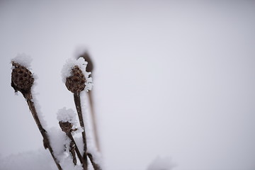 Image showing christmas evergreen pine tree covered with fresh snow