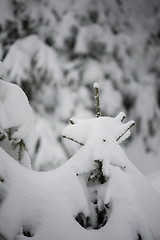 Image showing christmas evergreen pine tree covered with fresh snow