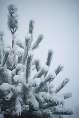 Image showing christmas evergreen pine tree covered with fresh snow