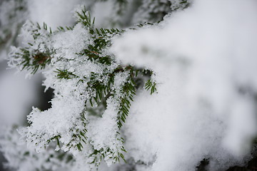 Image showing christmas evergreen pine tree covered with fresh snow