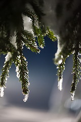 Image showing tree covered with fresh snow at winter night