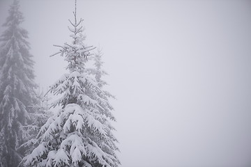 Image showing christmas evergreen pine tree covered with fresh snow