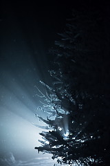 Image showing tree covered with fresh snow at winter night