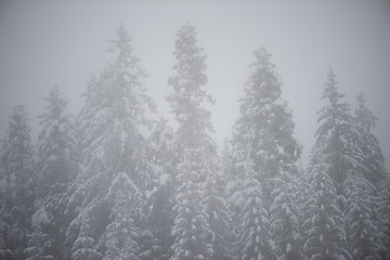 Image showing christmas evergreen pine tree covered with fresh snow