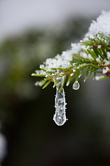 Image showing christmas evergreen pine tree covered with fresh snow