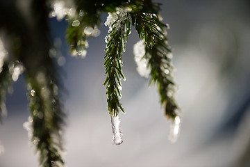 Image showing tree covered with fresh snow at winter night