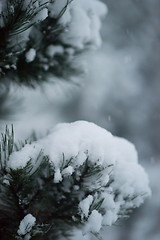 Image showing christmas evergreen pine tree covered with fresh snow