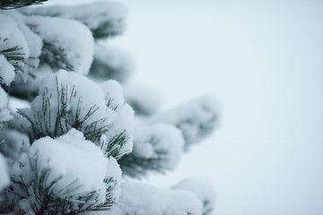 Image showing christmas evergreen pine tree covered with fresh snow