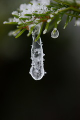 Image showing christmas evergreen pine tree covered with fresh snow