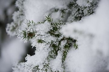 Image showing christmas evergreen pine tree covered with fresh snow