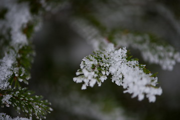 Image showing christmas evergreen pine tree covered with fresh snow