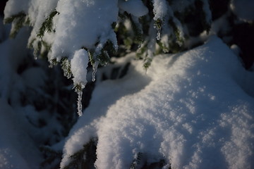 Image showing tree covered with fresh snow at winter night