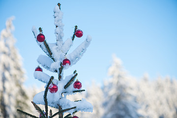 Image showing christmas balls on tree