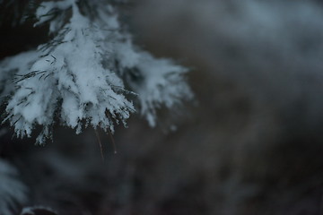 Image showing christmas evergreen pine tree covered with fresh snow