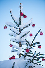 Image showing christmas balls on tree