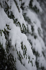 Image showing christmas evergreen pine tree covered with fresh snow