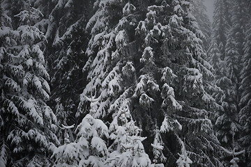 Image showing christmas evergreen pine tree covered with fresh snow