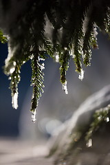 Image showing tree covered with fresh snow at winter night