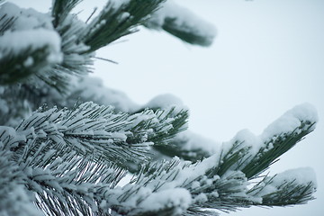 Image showing christmas evergreen pine tree covered with fresh snow