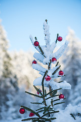 Image showing christmas balls on tree