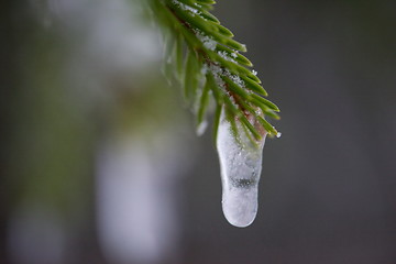 Image showing christmas evergreen pine tree covered with fresh snow