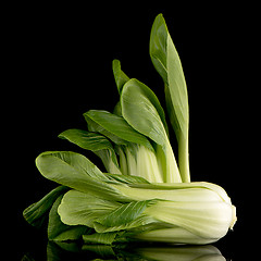 Image showing Pak choi on black 