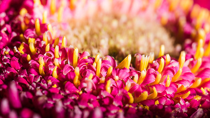 Image showing Beautiful red gerbera flower, close up