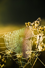 Image showing Drops of dew on a web shined by morning light