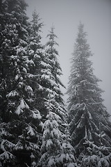 Image showing christmas evergreen pine tree covered with fresh snow