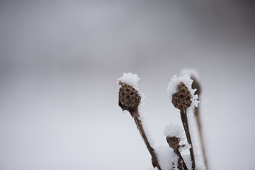 Image showing christmas evergreen pine tree covered with fresh snow